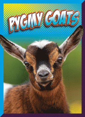 Marysa Storm - Pygmy Goats, Häftad