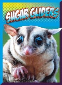 bokomslag Sugar Gliders