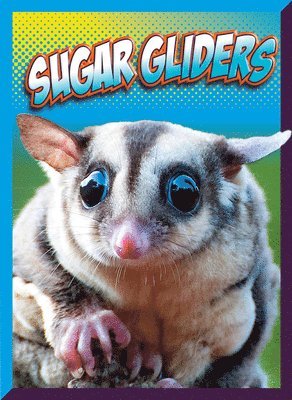 Marysa Storm - Sugar Gliders, Häftad