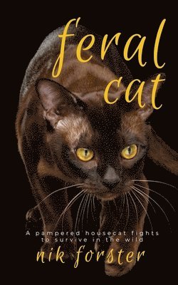 Feral Cat 1