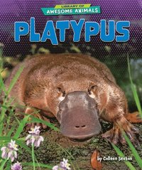 bokomslag Platypus