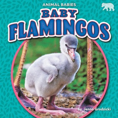 Jenna Grodzicki - Baby Flamingos, Häftad. Tillgänglighet: Tillfälligt slut