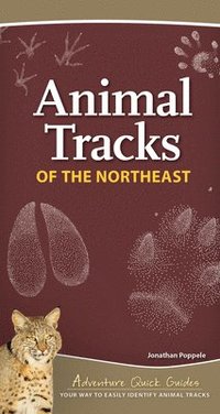 bokomslag Animal Tracks of the Northeast