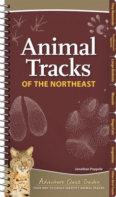 bokomslag Animal Tracks of the Northeast