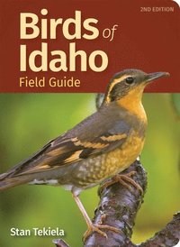 bokomslag Birds of Idaho Field Guide