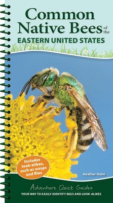 bokomslag Common Backyard Bees of the Eastern United States