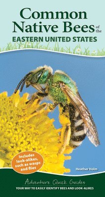 Common Backyard Bees of the Eastern United States 1