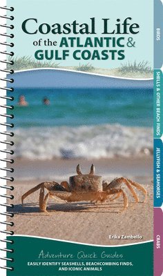 bokomslag Coastal Life of the Atlantic and Gulf Coasts