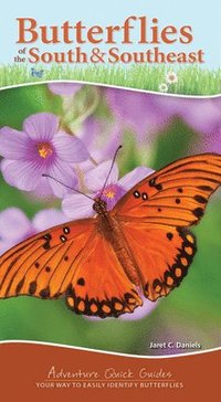 bokomslag Butterflies of the South & Southeast