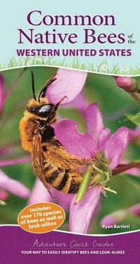 bokomslag Common Native Bees of the Western United States