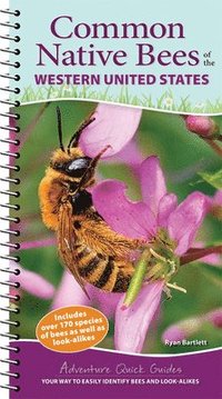 bokomslag Common Native Bees of the Western United States