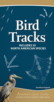 Bird Tracks 1