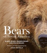 bokomslag Bears of North America
