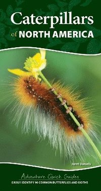 bokomslag Caterpillars of North America