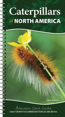 bokomslag Caterpillars of North America