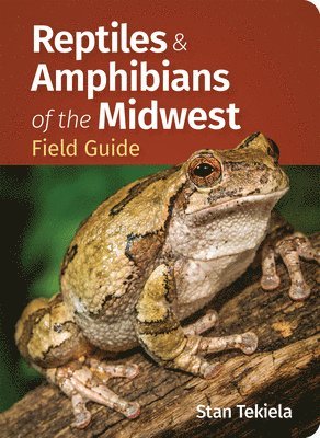 bokomslag Reptiles & Amphibians of the Midwest Field Guide