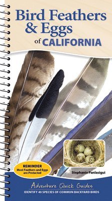 Bird Feathers & Eggs of California