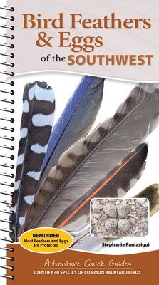 Bird Feathers & Eggs of the Southwest