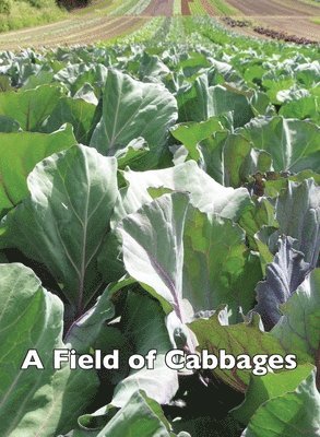 A Field of Cabbages 1