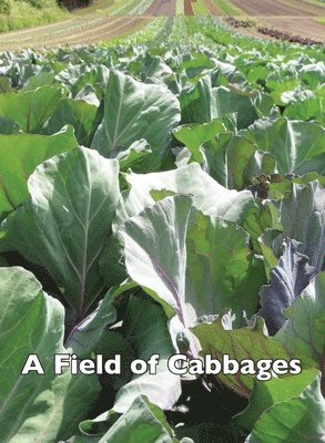 Field of Cabbages