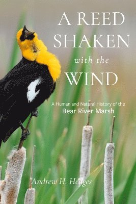 bokomslag Reed Shaken with the Wind