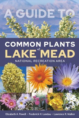 bokomslag A Guide to Common Plants of Lake Mead National Recreation Area