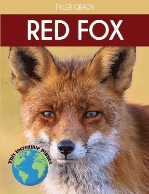 Red Fox 1