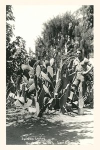 bokomslag Vintage Journal Spineless Cactus, Burbank Garden