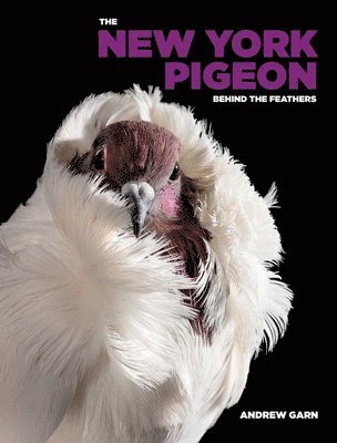 Andrew Garn - New York Pigeon, Inbunden