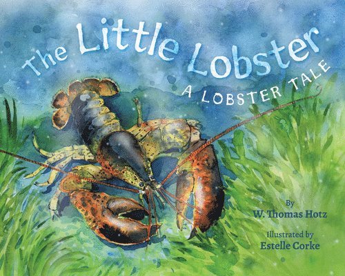 The Little Lobster 1