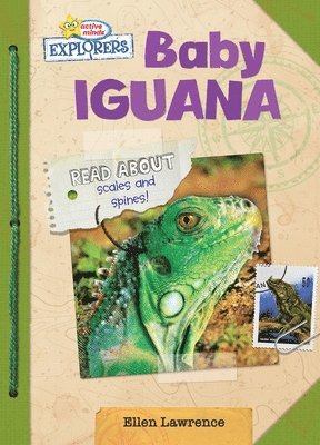 Baby Iguana 1