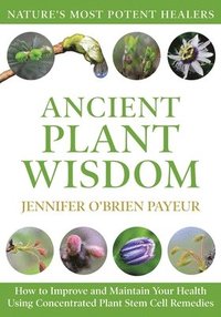 bokomslag Ancient Plant Wisdom: How to Improve and Maintain Your Health Using Concentrated Plant Stem Cell Remedies