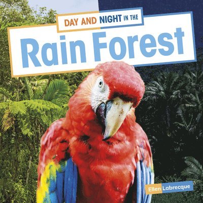 Day and Night in the Rain Forest 1