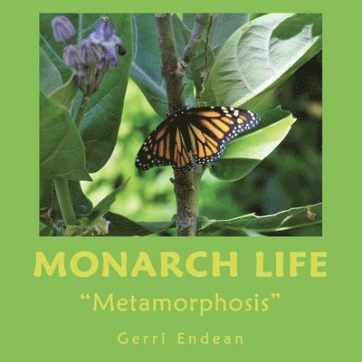 Monarch Life 1