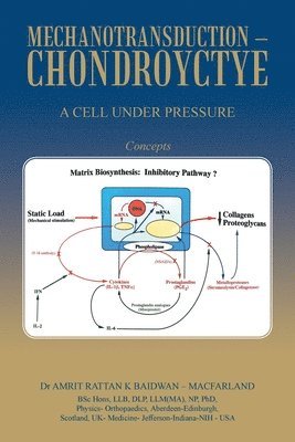 bokomslag Mechanotransduction - Chondroyctye