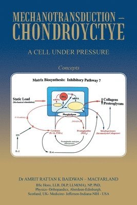 Mechanotransduction - Chondroyctye