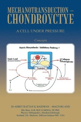 Mechanotransduction - Chondroyctye 1