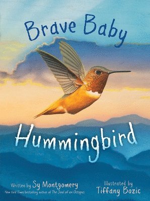 Brave Baby Hummingbird 1