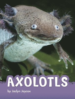 Jaclyn Jaycox - Axolotls, Inbunden