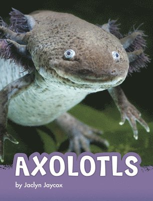 bokomslag Axolotls