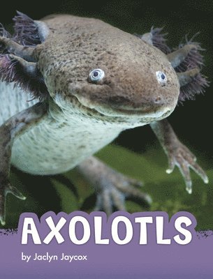 Axolotls 1