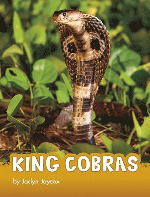 Jaclyn Jaycox - King Cobras, Häftad