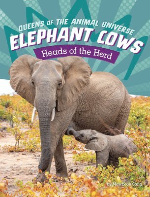 Elephant Cows: Heads of the Herd 1