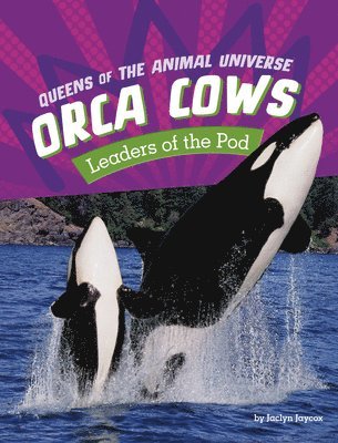 Orca Cows 1