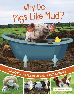 bokomslag Why Do Pigs Like Mud?