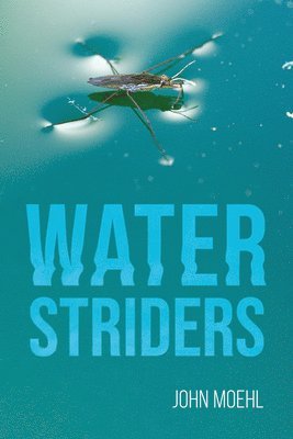 Water Striders 1
