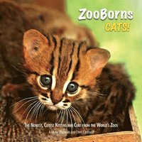 bokomslag ZooBorns Cats!: The Newest, Cutest Kittens and Cubs from the World's Zoos