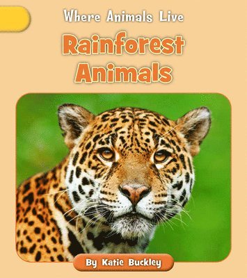 Rainforest Animals 1