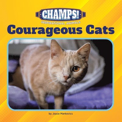 Courageous Cats 1