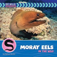 bokomslag Moray Eels in the Wild